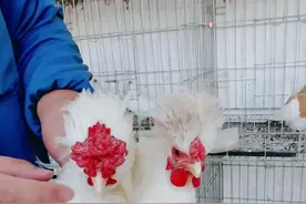 元宝鸡有黑的白的可观赏下蛋勤快。鸡蛋好吃。下蛋10-15自己孵化视频封面