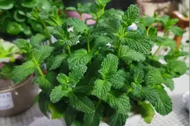 盆栽薄荷，有窍门，做好了，种一棵爆一盆，越掐越爱长