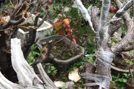 真柏嫁接拆膜多少天为宜，有什么注意事项，今天聊一聊视频封面