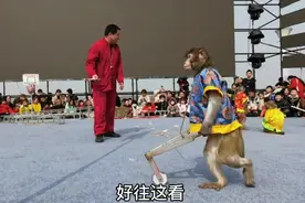 中国猴艺之乡——新野猴戏，小猴戏主  小猴拉车（三）视频封面