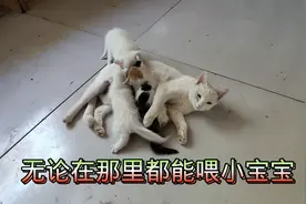 救助的流浪猫妈妈是个称职妈妈:自己虽瘦随时随地可以喂小宝宝视频封面