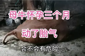 怀孕母牛不小心动胎气，看阿姣给它用了什么灵丹药？视频封面