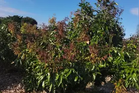 乙烯利杀梢导致老叶脱落是这个原因，荔枝生理分化与形态分化分享视频封面