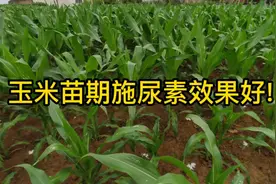 玉米苗期施尿素效果最好!苗壮，长势快，不能施复合肥，后悔莫及!视频封面
