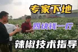 外地种植大户实地考察使用美甜辣椒基地，人人都竖大拇指，点赞视频封面