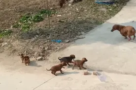 德国迷你腊肠犬，扑鼠能手，身体肌肉发达 ，你值得拥有一只 。视频封面