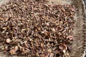 茶心也是好东西  茶果都是宝贝  你喝过茶心泡的水么 听说降三高视频封面