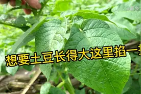 想要土豆产量高，开花期这里掐一掐，土豆结的又大又多视频封面