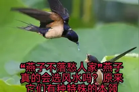 “燕子不落愁人家”燕子真的会选风水吗？原来它们有种特殊的本领视频封面