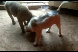三个小萌狗。求姐姐来抚摸。视频封面