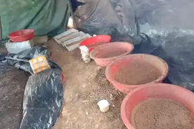 黑水虻喂养青蛙，如何保证有足够的数量来喂养？看完视频就知道了视频封面