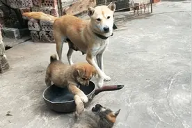 很多养狗的朋友都喂中草药，其实麦麸才是最好的良药。视频封面