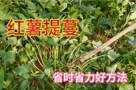 红薯别再徒手提蔓了，教您一招好办法省时省力效率高，真不错视频封面