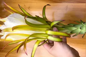 新鲜火龙果花煲排骨汤，清甜又润肺，夏日解暑靓汤，高营养低热量