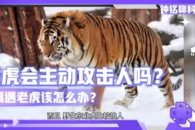 吉林男子偶遇老虎，老虎为何没攻击人类？视频封面