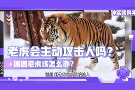 吉林男子偶遇老虎，老虎为何没攻击人类？视频封面