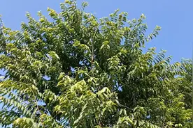 植物瑰宝——沉香树，想要你结香真不容易图片