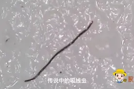 广东和广西人都爱吃鱼生，鱼片在显微镜下放大1000倍，你还敢吃吗视频封面