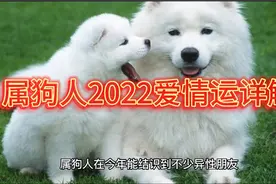 属狗人2022爱情运详解视频封面