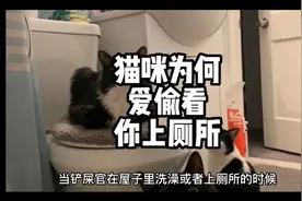 猫咪为何爱偷看你上厕所