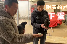 农村大哥市场买散养鸡，回家就下蛋，直呼又赚到了，运气真的好！视频封面
