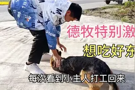 狗子见到久别小主人，飞奔迎接激动的原地漂移，就为了吃根火腿肠视频封面