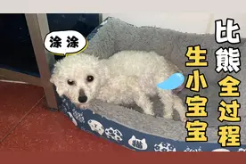我家比熊昨天晚上20:50分“生了三只小奶狗”全过程哦。视频封面