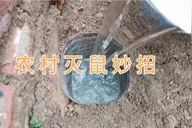 家里有老鼠不用急，教你一招家里老鼠全抓光，简单方便很实用视频封面