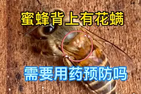 发现蜜蜂在蜂箱门口剧烈的抖动，细心一看原来是花螨作怪