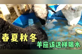 羊喝水有窍门，春夏秋冬这四个季节饮水有讲究，建议收藏视频封面