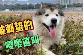 主人带着狗狗遛弯，结果狗狗一头扎进草丛，被刺蛰的嘤嘤直叫视频封面