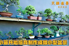 简单介绍小苗开始培育制作成微小型盆景，花费的时间和功夫并不少视频封面