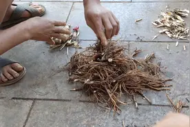 仙茅草，跟金樱子泡酒，效率杠杠的，金樱子配仙茅！