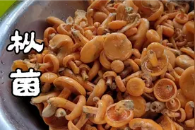 湖南农村野生枞菌泛滥，城里最少卖60块钱一斤，味道鲜美回味无穷视频封面