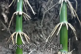 小时候上学老师用竹根做成教鞭，打在手上痛的不得了视频封面