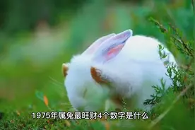 1975年属兔最旺财4个数字，特别旺财视频封面