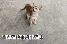 小猫咪饿了就跑回来，拿了盆猫粮和水来喂太喜欢吃了视频封面