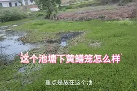 重庆大哥给的秘方，下黄鳝笼不需要蚯蚓，今天看看到底怎么样