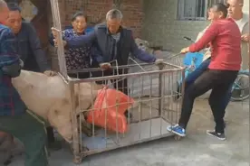农村大叔养的四百斤纯粮食猪，铁笼装不了，力大无比！视频封面