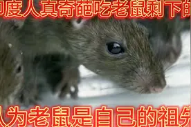 印度人真奇葩，认为老鼠是自己的祖先，吃老鼠剩下的食物视频封面