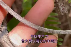 找野生牛大力首先要认清它的特征，牛尾巴只是其中之一，你认识吗
