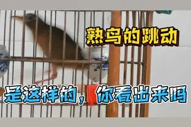 干货分享，熟鸟的跳动怎么看？能看出什么问题？细节很重要很实用