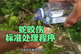 蛇咬伤的标准处理程序视频封面