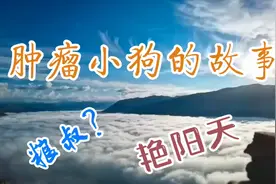 救治一只肿瘤小狗，有人是发自内心的善良，有人仅仅是为流量视频封面