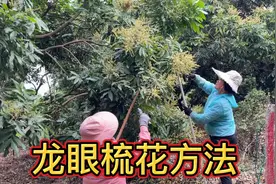 龙眼如何才能结出高品质的果子，只要梳花方法对了，果子大个匀称视频封面