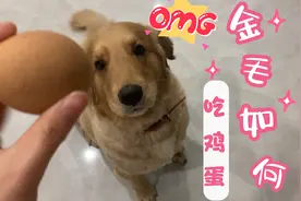 贪吃金毛，主人给它熟鸡蛋玩儿，结果它连蛋带壳都给吃了。