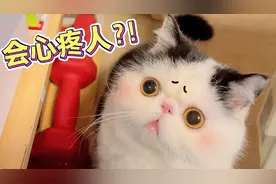 猫也会心疼人？看见主人受了伤，猫咪的举动太想让人哭了视频封面