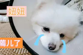 狗狗脚丫红肿溃脓，主人给它清理病灶，妞妞都蔫了视频封面