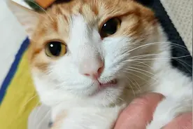 猫：小猫咪我呀，是真的怎么样都不会生气呢！