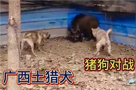 广西纯土猎犬 对战猪 场面一度十分猛烈 猪狗你追我赶 各有各的猛视频封面